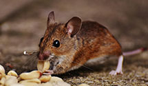 24 Hour & Emergency Exterminators in Stewartstown, NH
